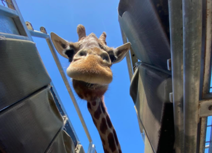 Mutangi cumplió 31 años logrando ser la más vieja del mundo.