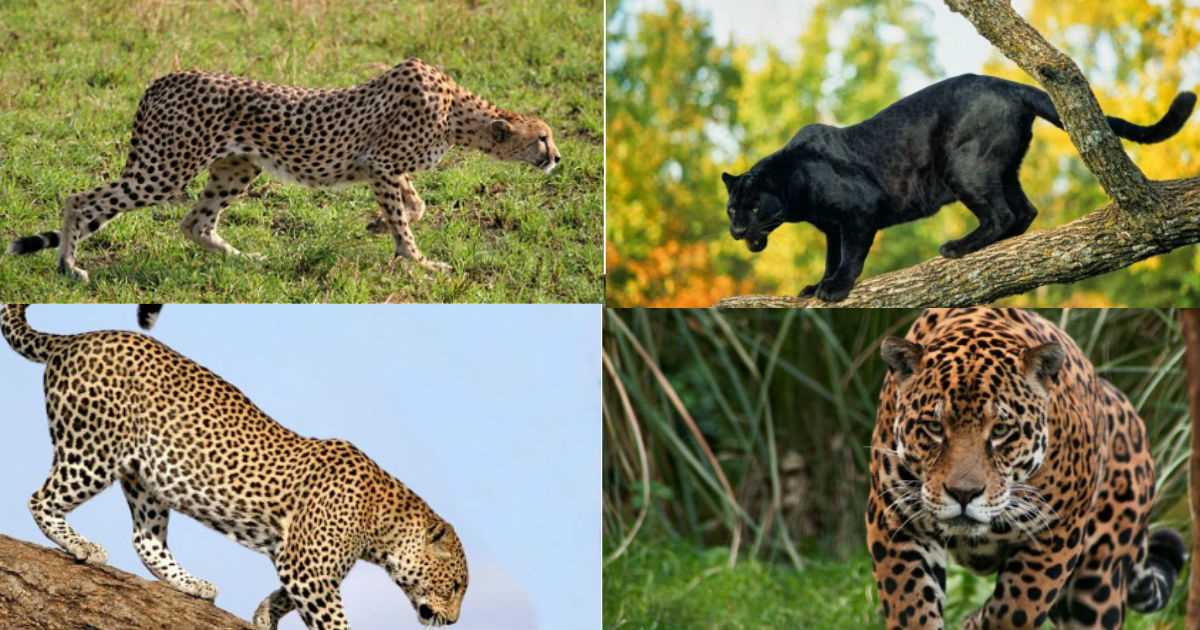 Diferencias entre un leopardo, un jaguar, un guepardo y una pantera