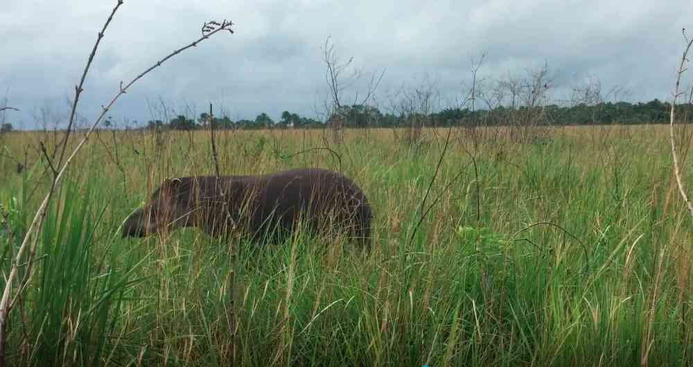 Danta, sin rumbo por la tala 