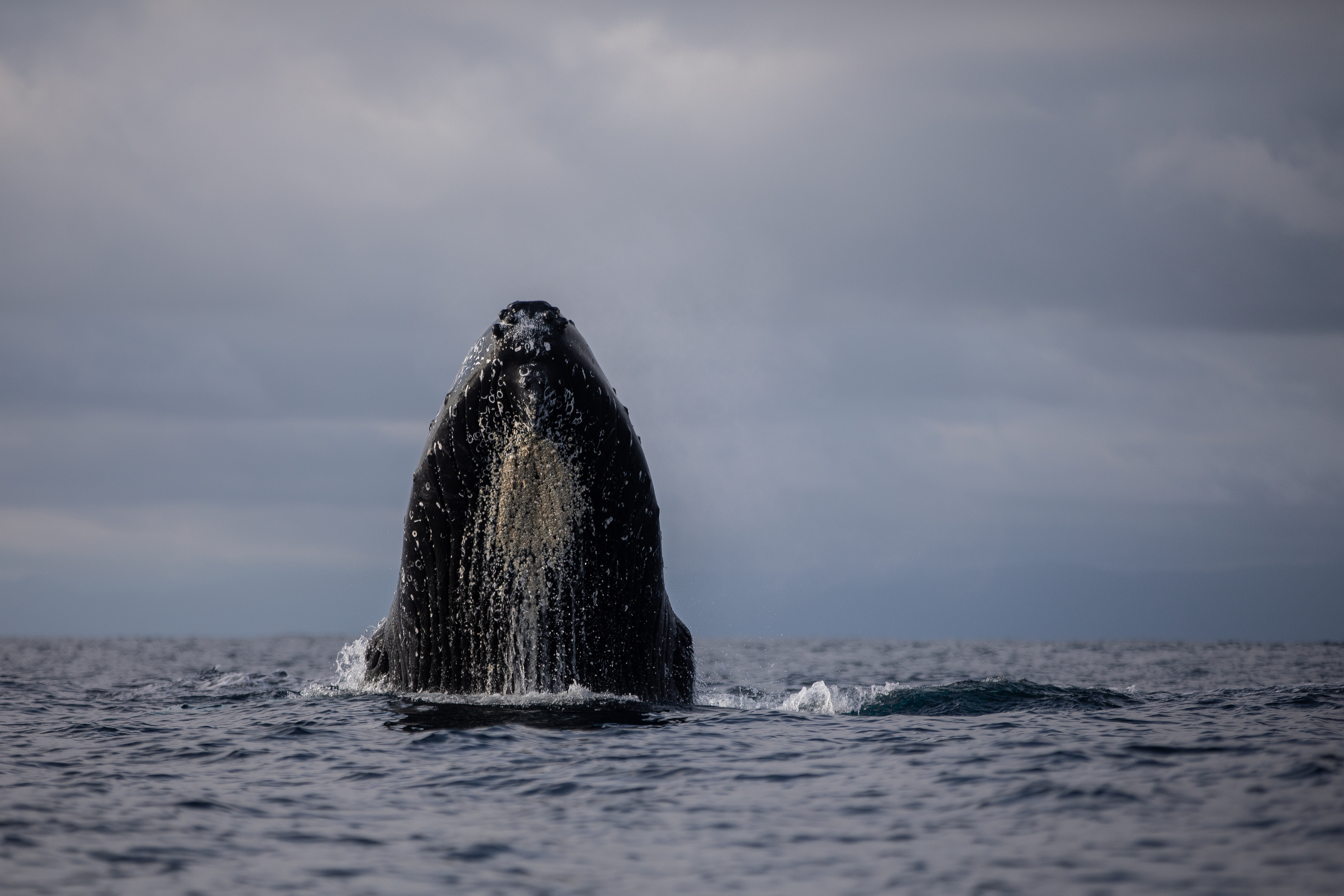 Las impresionantes fotos de ballenas jorobadas en Bahía Solano que le  dieron la vuelta al mundo