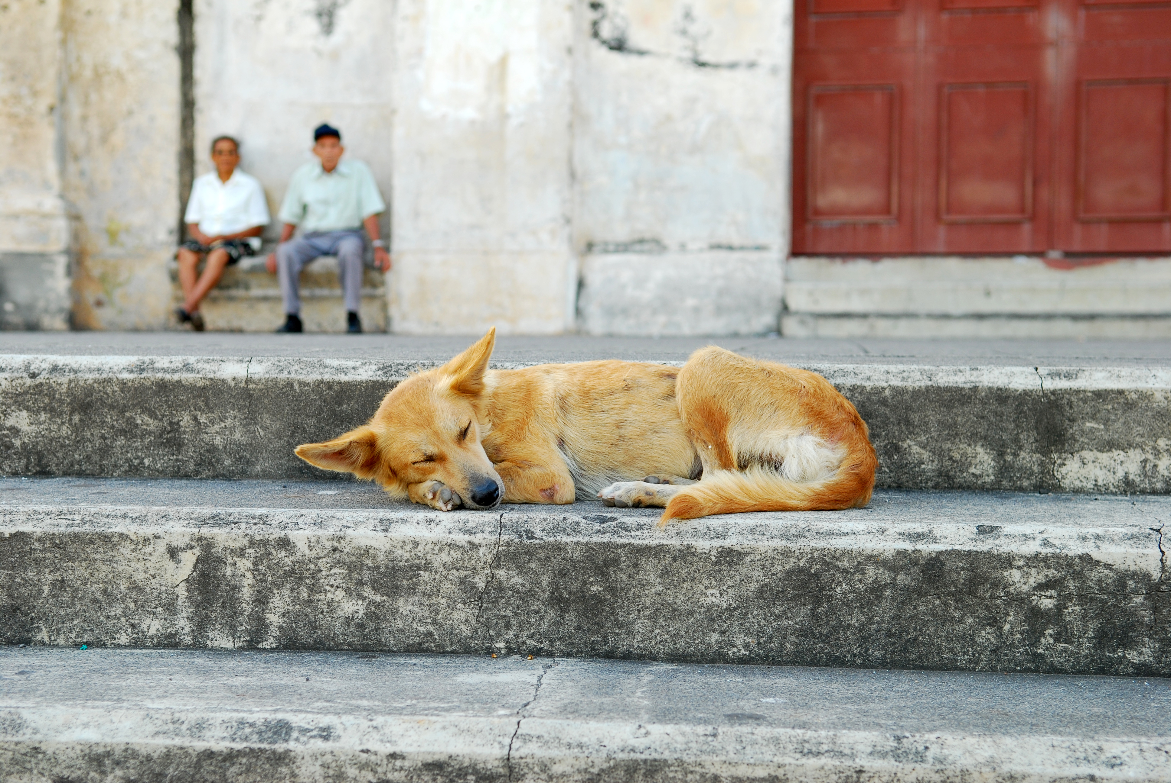 Perro durmiendo a las afueras de una iglesia. Imagen de referencia.
