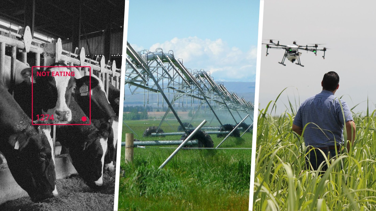 Esta transformación del campo ayuda a lograr los objetivos de desarrollo sostenible que plantea la ONU