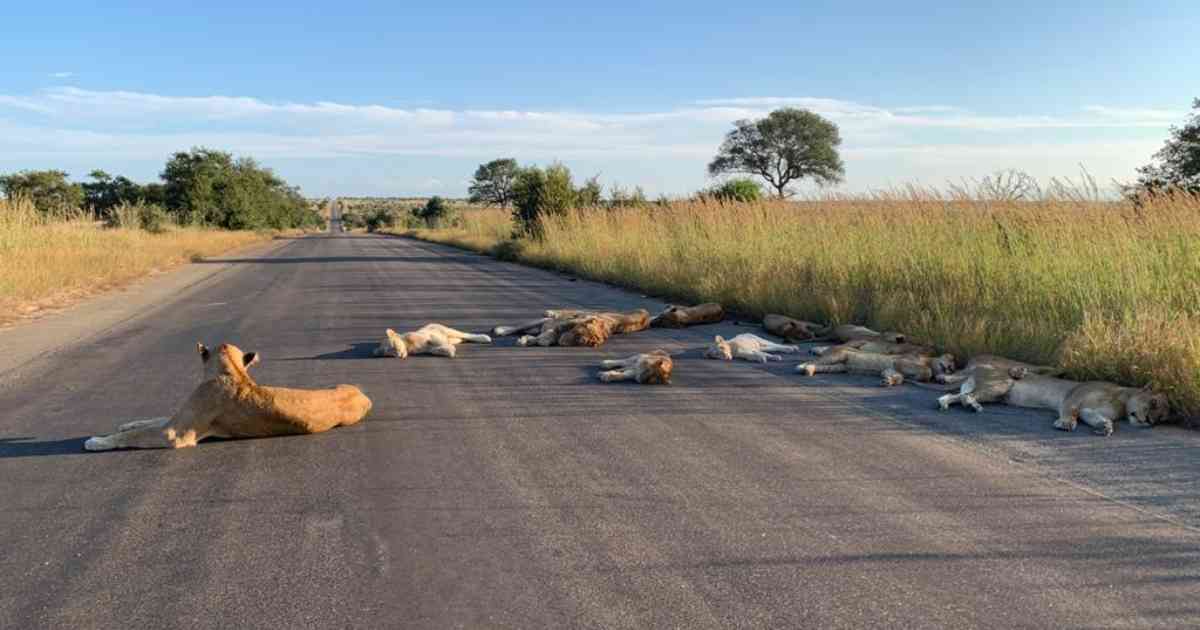 Coronavirus en el mundo: Leones duermen tranquilos en carreteras de  Sudáfrica durante la cuarentena