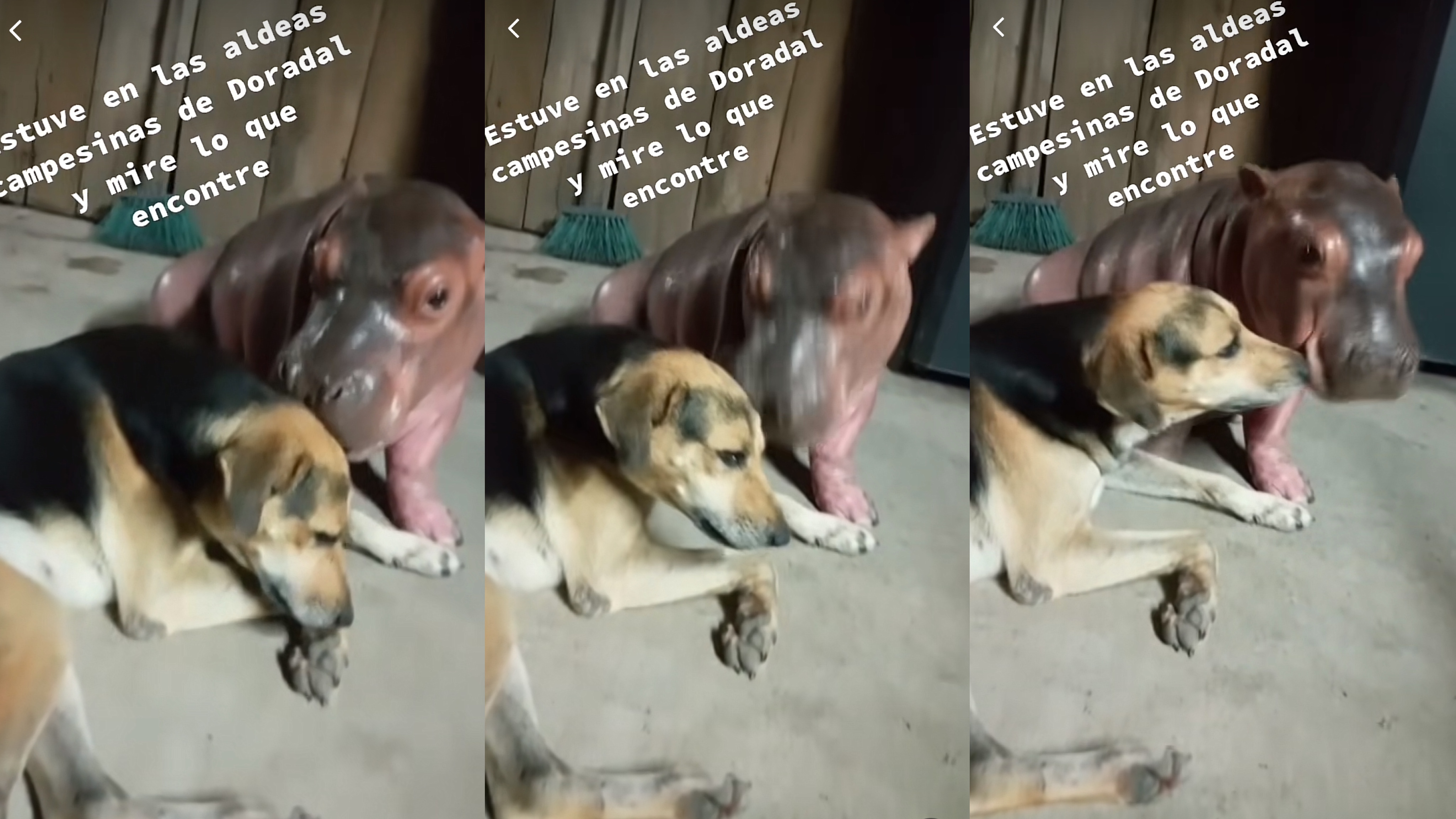 Preocupante: vídeo viral de hipopótamo bebé jugando con un perro alerta a  las autoridades de Antioquia