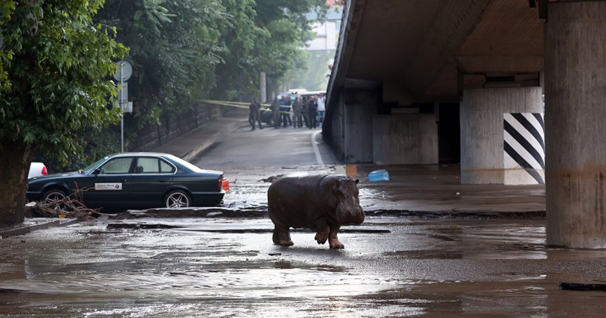 Tigres, leones, osos e hipopótamos sueltos en las calles de Tiflis