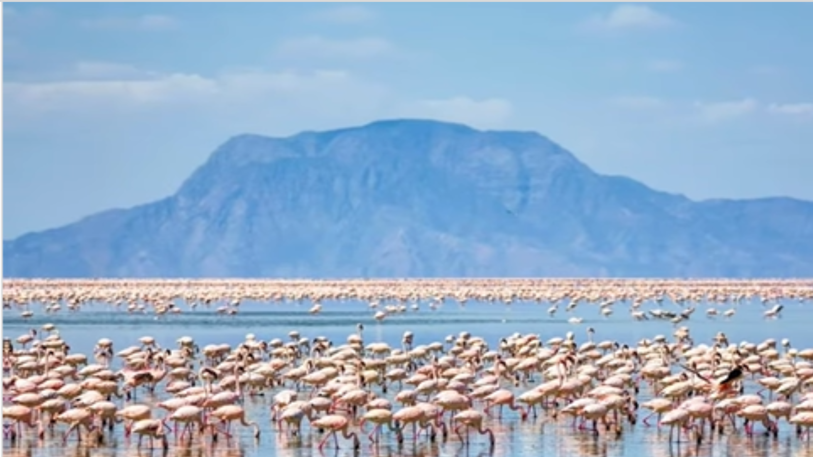 Conozca el Lago Natrón en África