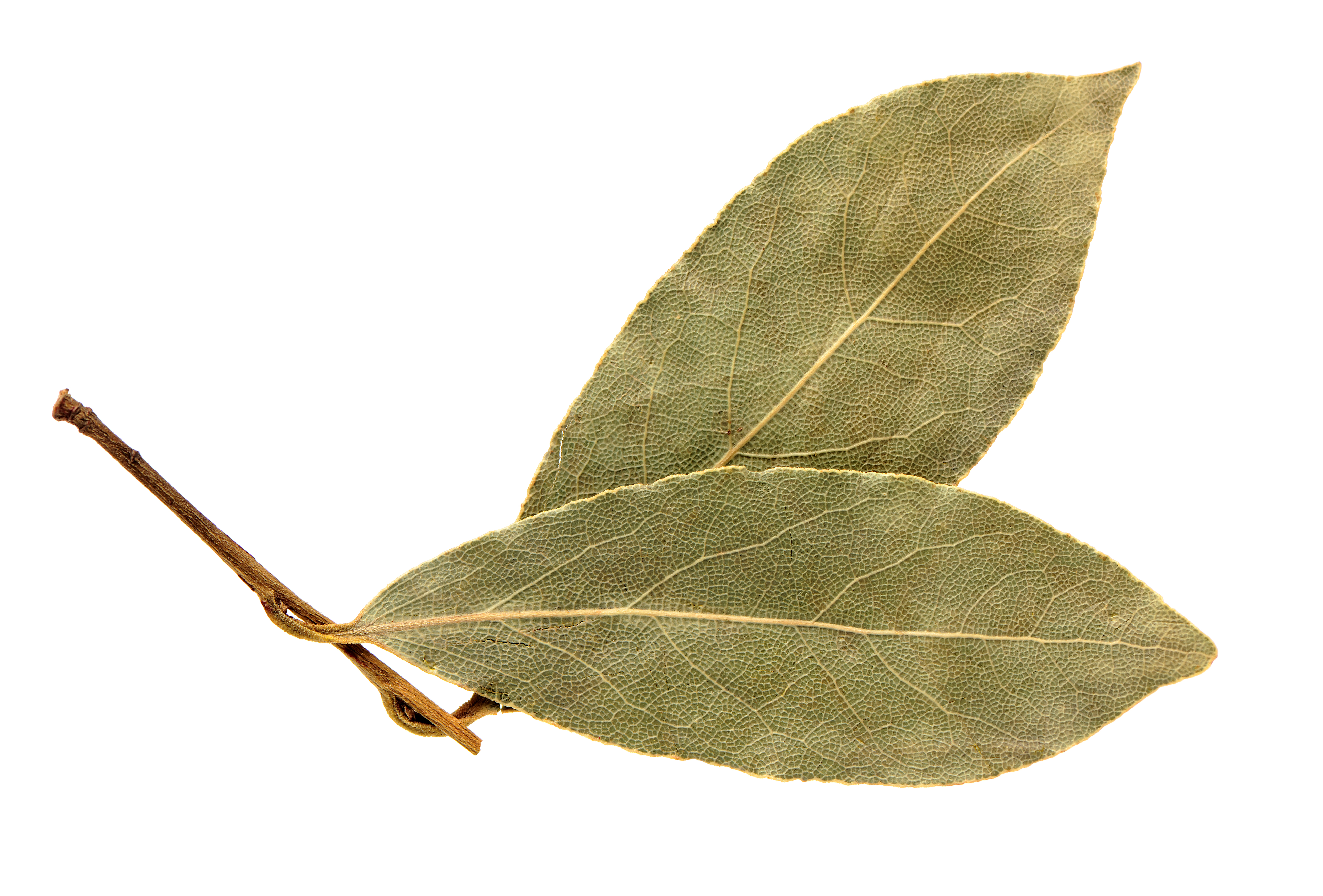 Consumir laurel puede ayudar a bajar los niveles de azúcar en la sangre.