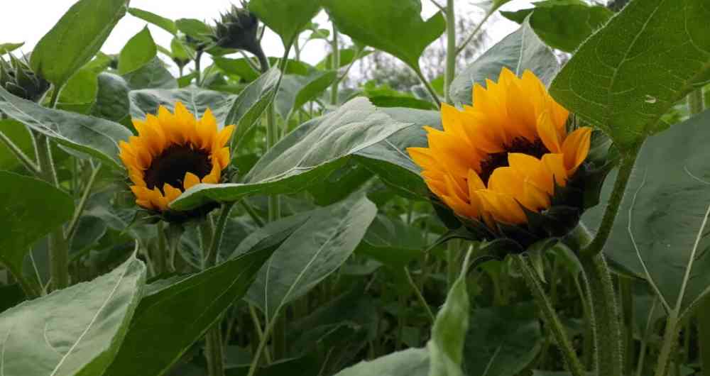 Productores agrícolas Cundinamarca