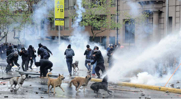 Perros Callejeros Los Otros Manifestantes De Chile