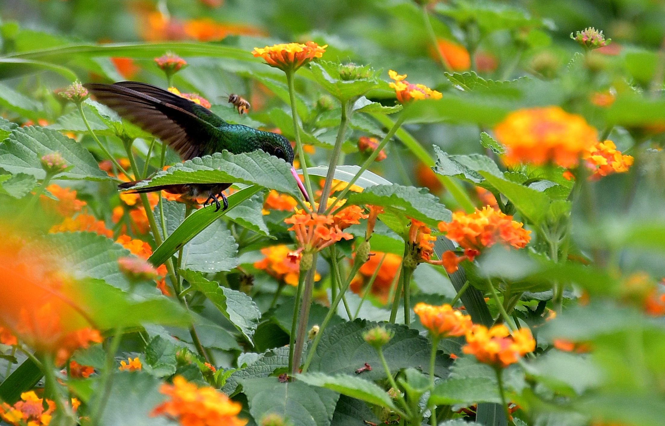 En reconocimiento al evento global más importante realizado en la historia de Cali, el ecoparque ubicado en Pance fue renombrado como Parque de la Biodiversidad COP16. Fotos Raúl Palacios / El Pais.