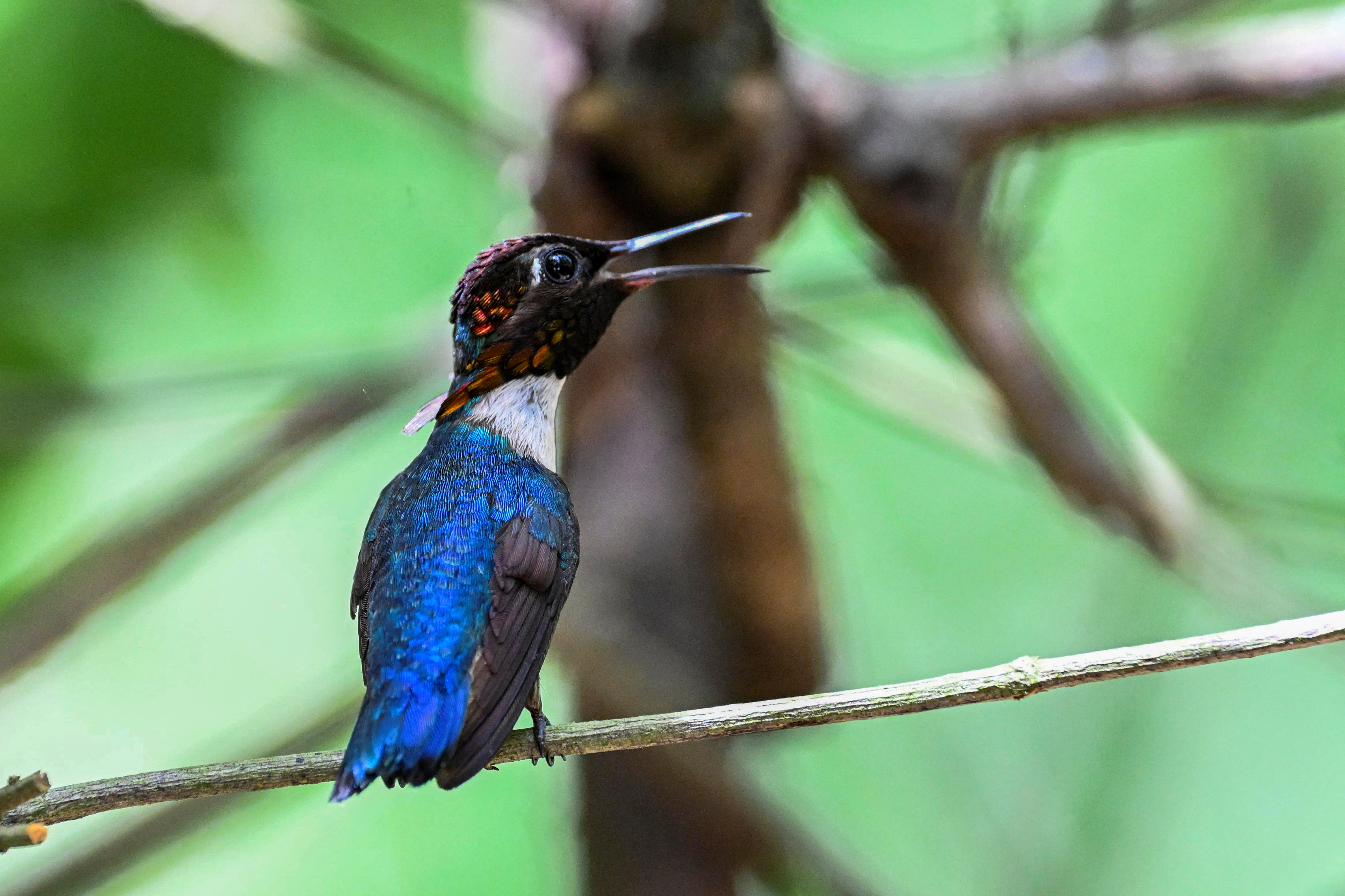 Zunzuncito hummingbird (Mellisuga helenae)  (Photo by YAMIL LAGE / AFP)