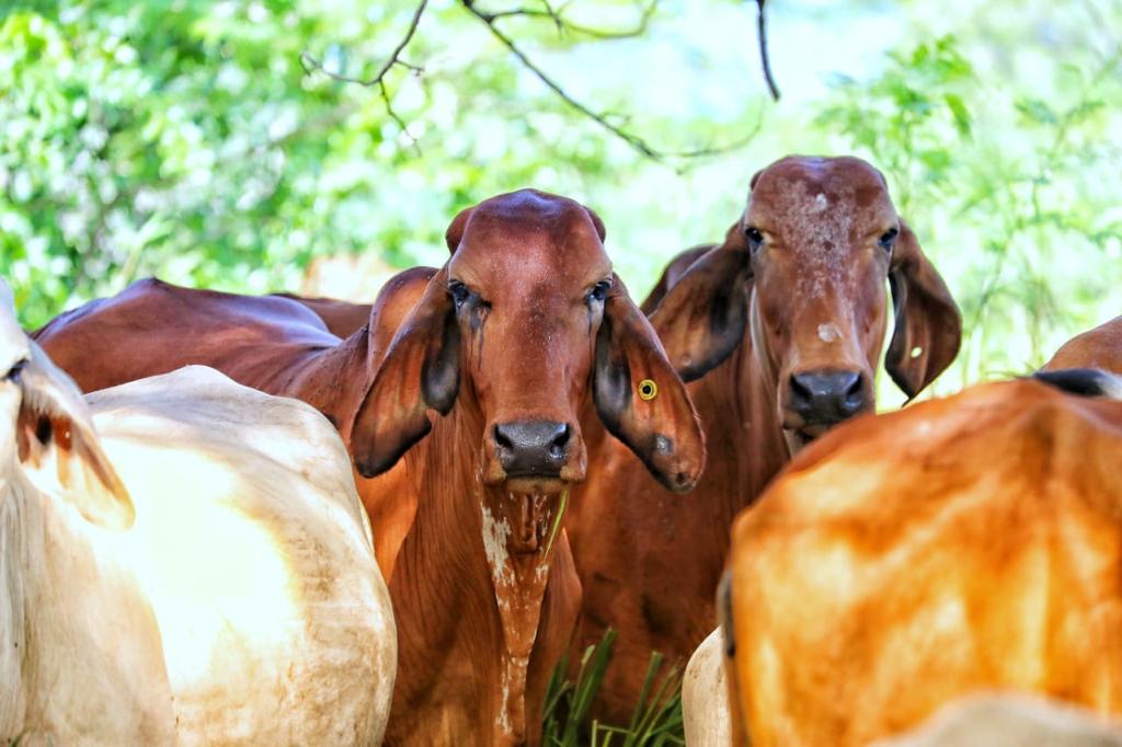 Fedegán expresa preocupaciones por TLC con Japón.