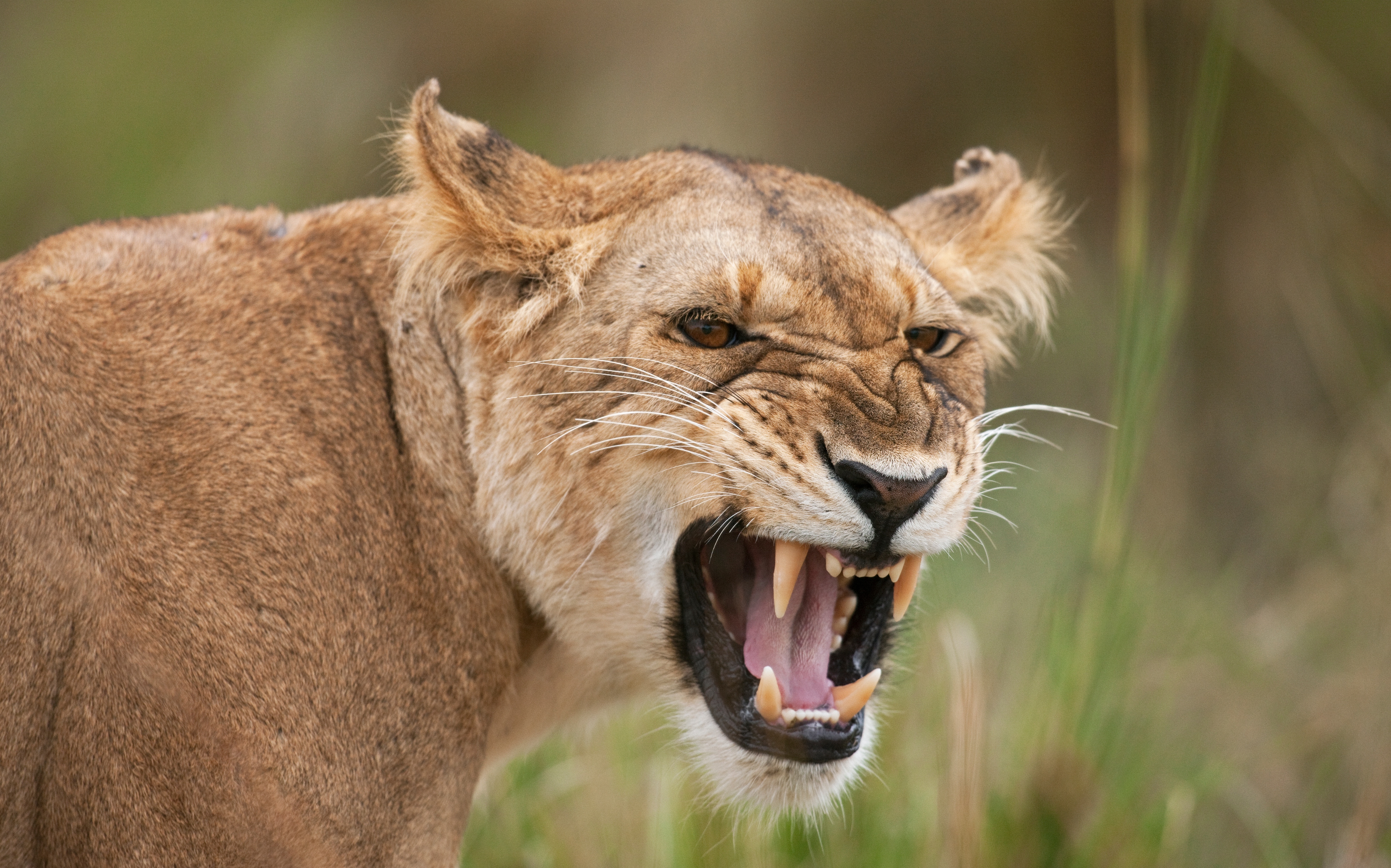 Video | El aterrador momento en que una leona ataca a su adiestrador en  pleno espectáculo