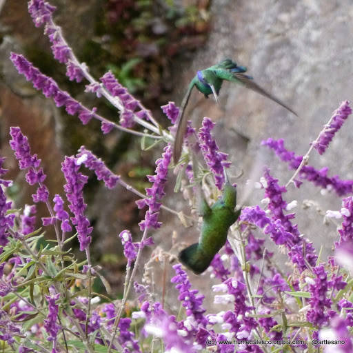 EN VIDEO: Colibrí chillón, el rey de los humedales bogotanos