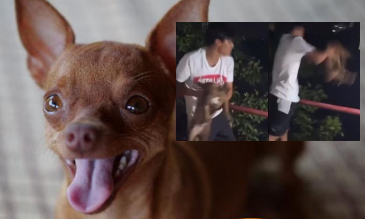 Maltrato animal en Cartagena