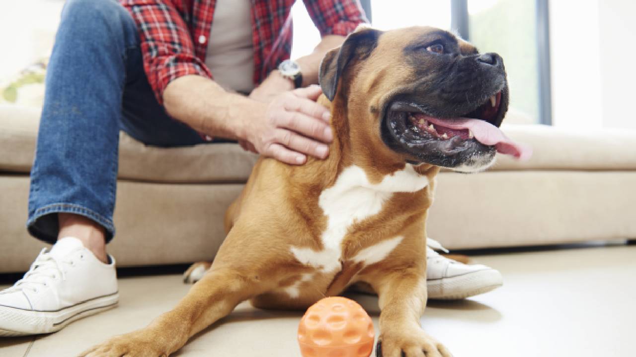 Luego de comer chocolate el perro puede presentar síntomas como: deshidratación, diarrea, jadeos, temblores y convulsiones. Foto: Gettyimages.