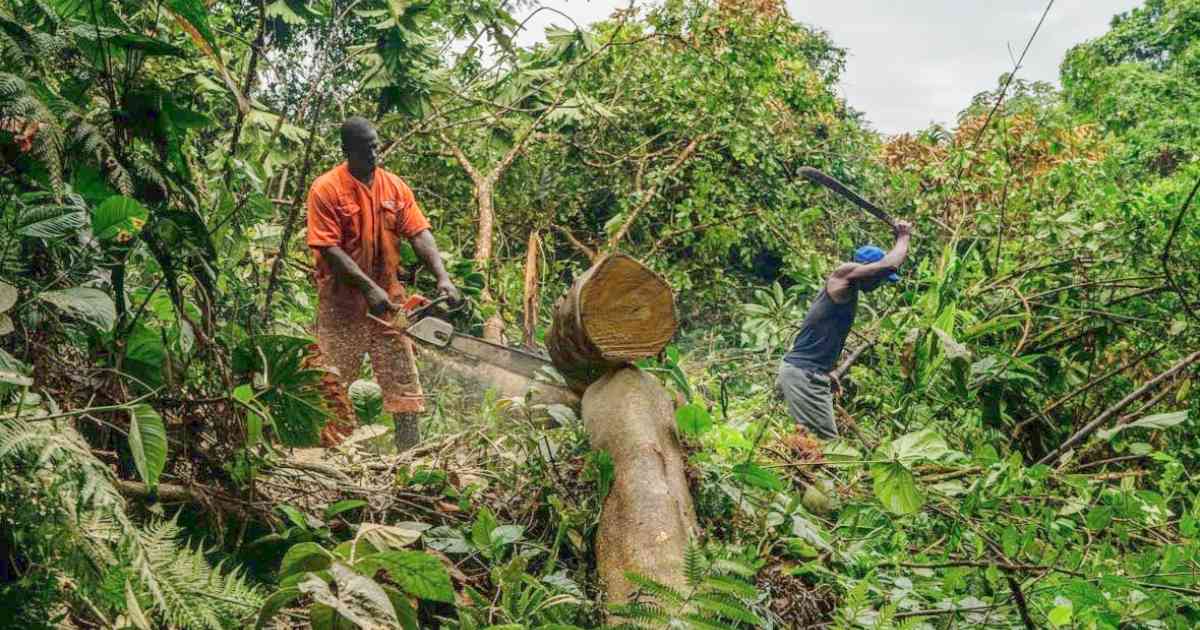 15 millones de árboles fueron talados en Remedios, Antioquia