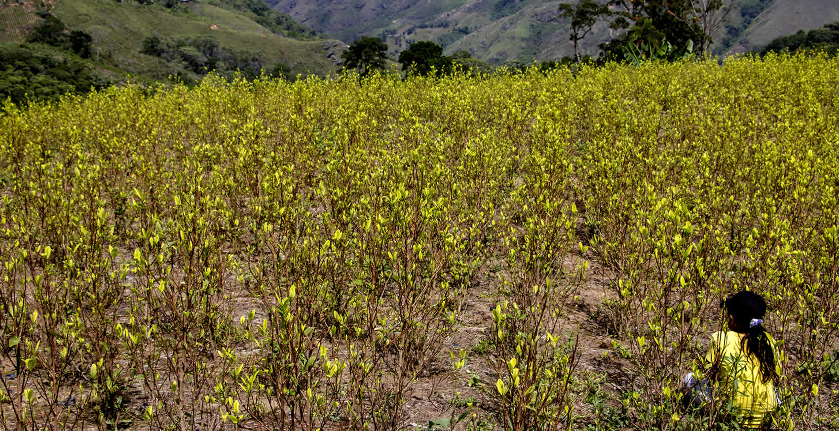 En territorios donde incluso se ha llegado a acuerdos colectivos de sustitución, la agenda antinarcóticos se ha impuesto con la erradicación forzada, lo que ha generado tensiones y conflictos entre las comunidades y la fuerza pública.
