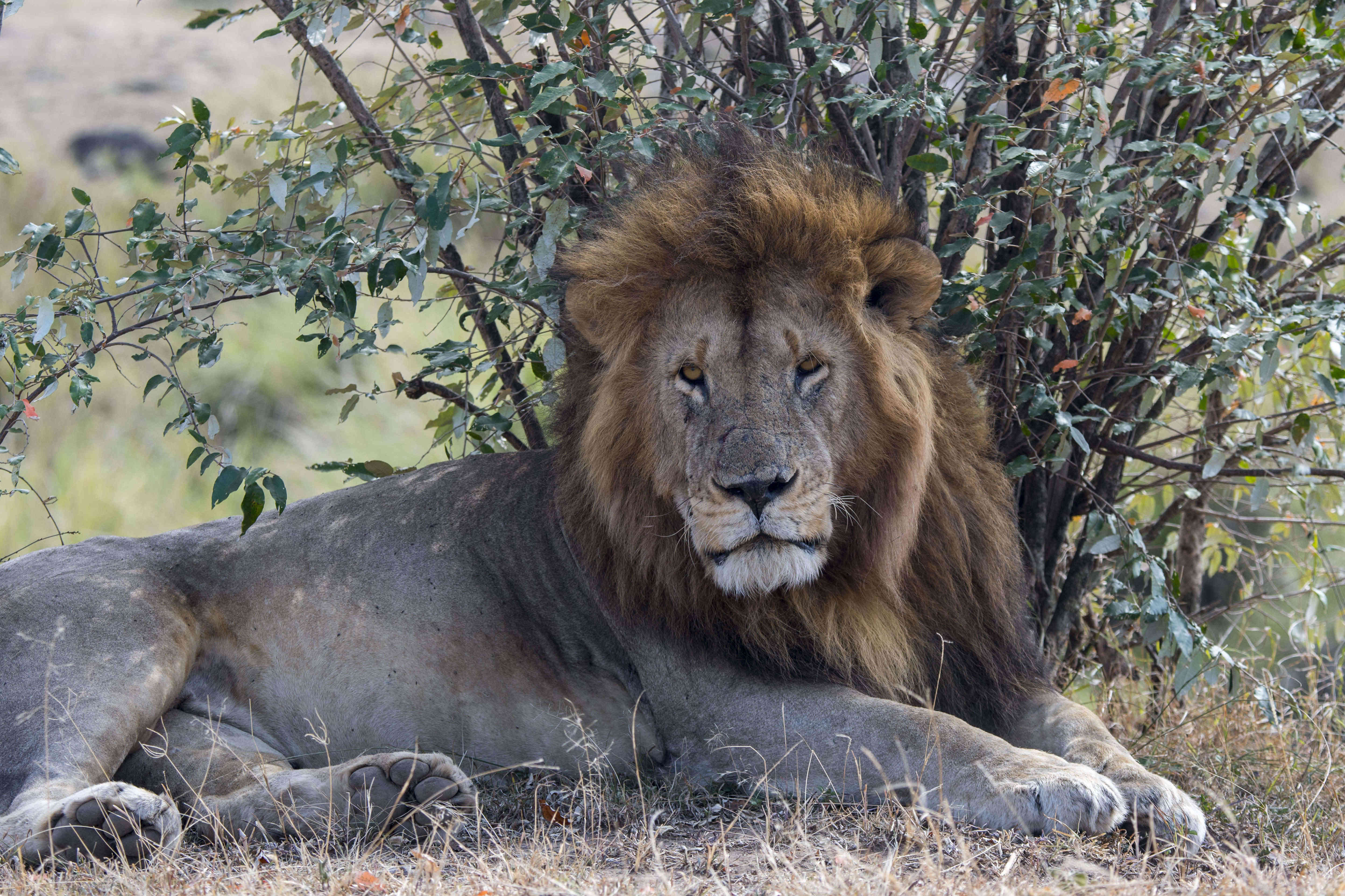 10 datos curiosos de los leones
