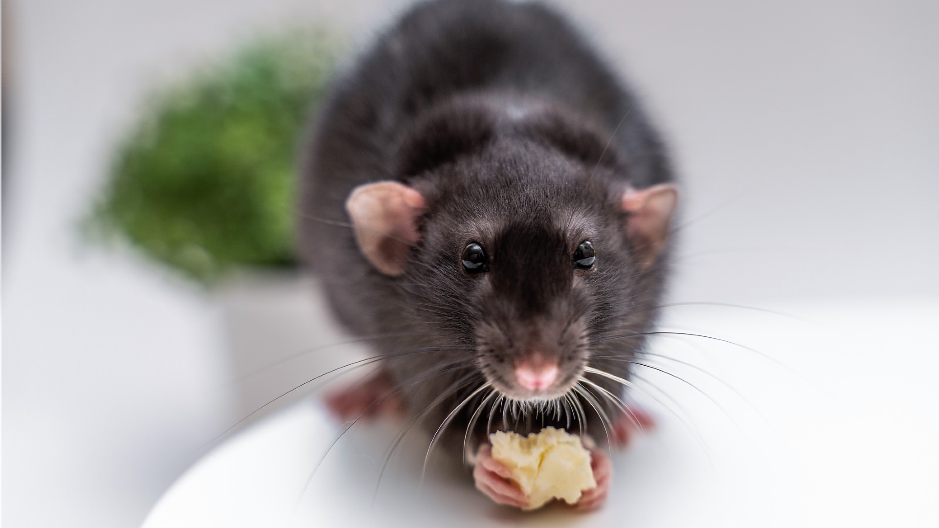 Veneno para ratas: ¿cuál es el más eficaz? - Traconsa
