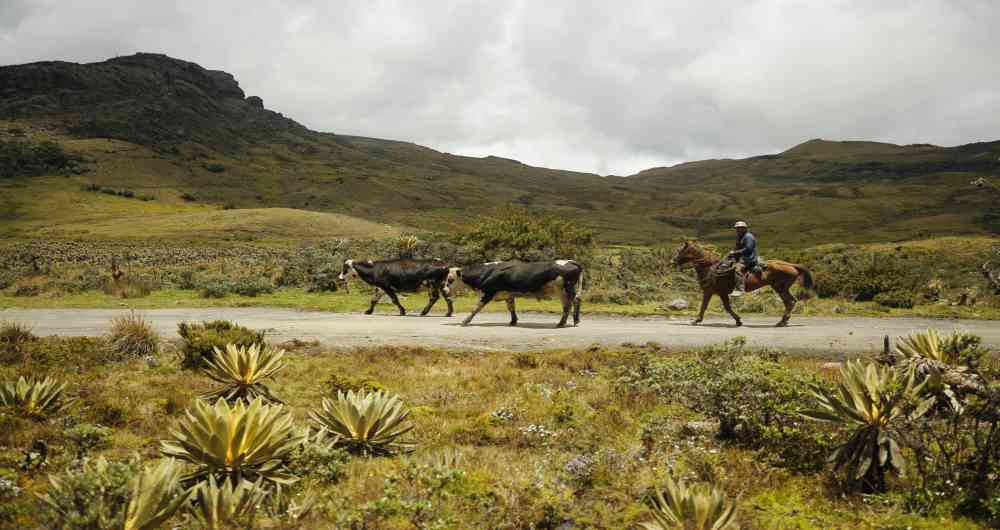 El Páramo de Pisba es uno de los más poblados de Colombia. Cerca de 6.500 personas viven y desarrollan actividades de agricultura, ganadería y minería en ese ecosistema. Foto: Daniel Reina Romero-Semana Sostenible.