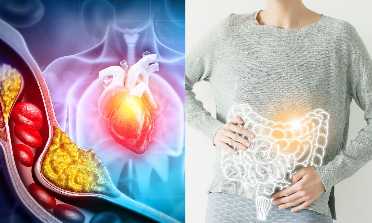 Colesterol y salud digestiva.