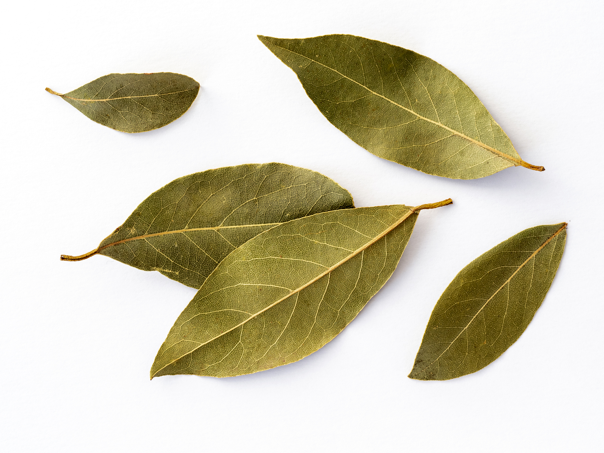 Laurel para el 2024.