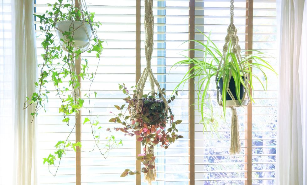 Plantas colgantes