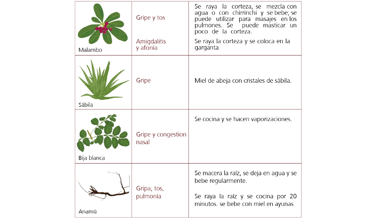 Vademécum de plantas medicinales Wayúu: medicina occidental, conocimiento  ancestral y una población que se cuida