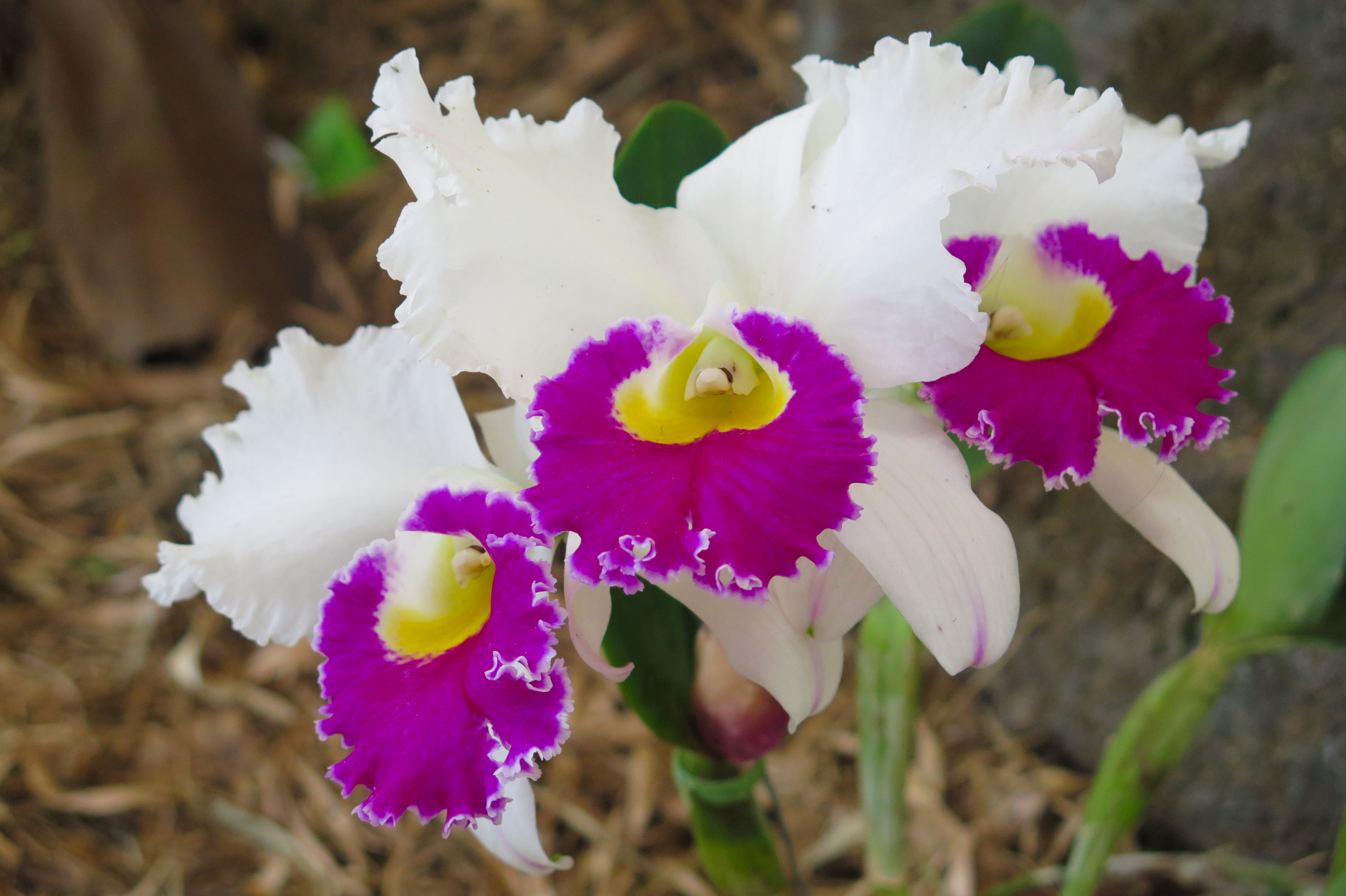 orquídeas blancas con detalles morados