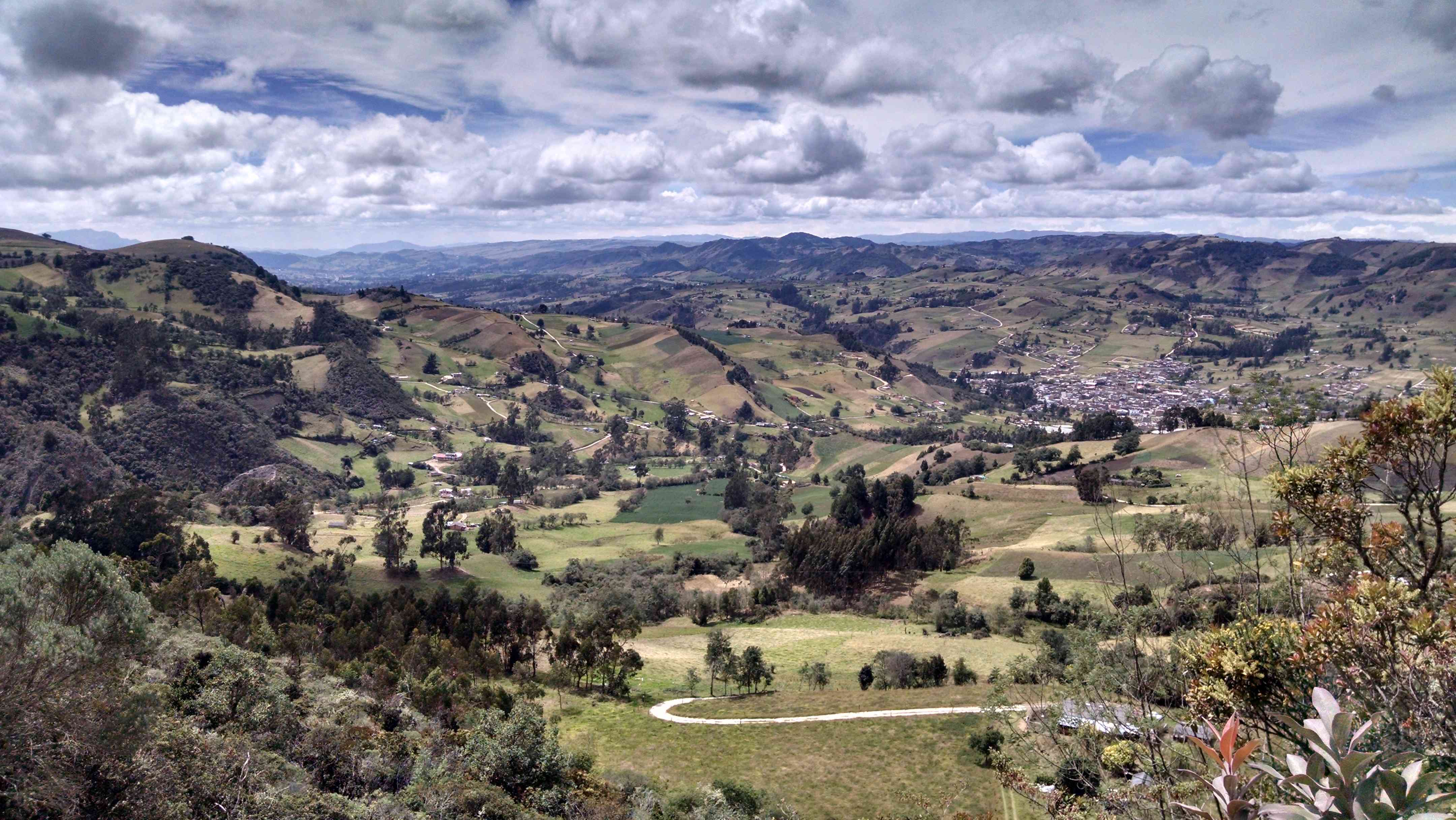 Sabana de Bogotá: hogar de 24 especies del bosque andino únicas en el mundo