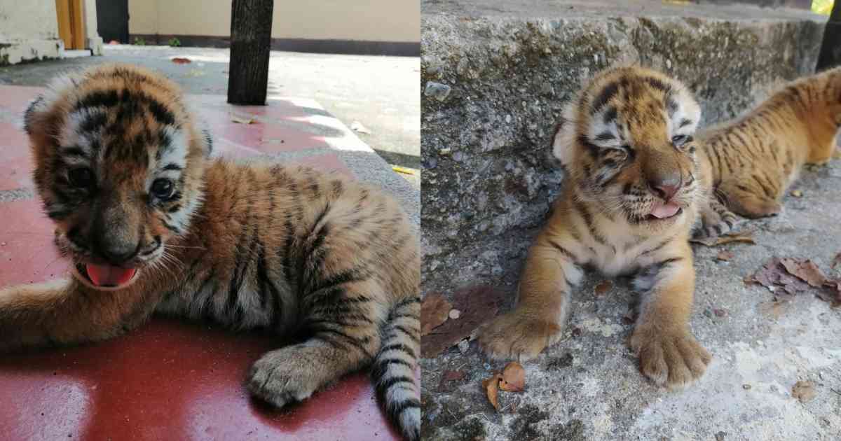 EN VIDEO: Nacen dos tigres de bengala en zoológico de la Hacienda Nápoles