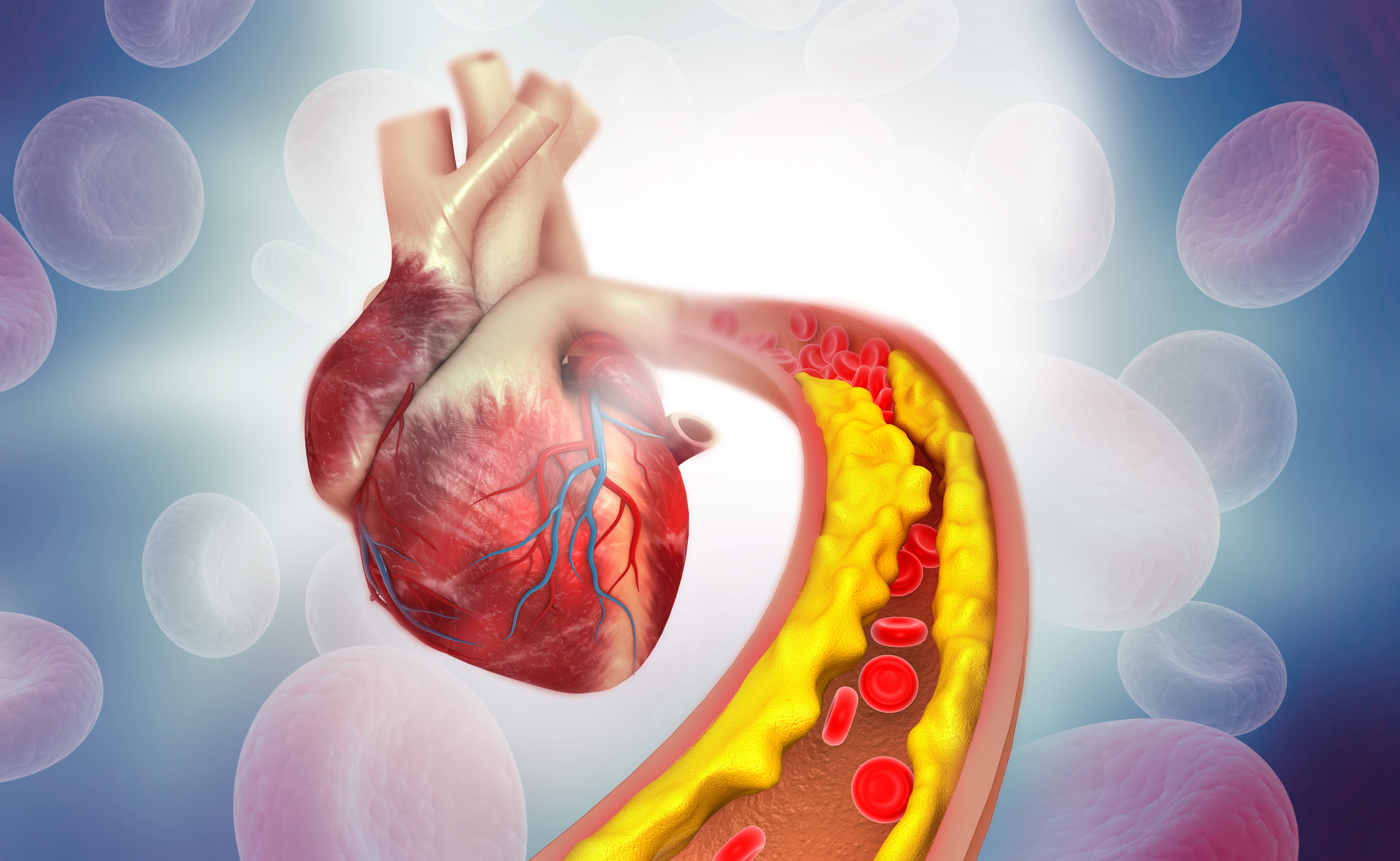 La grasa abdominal pone en riesgo tu corazón - Cardiavant