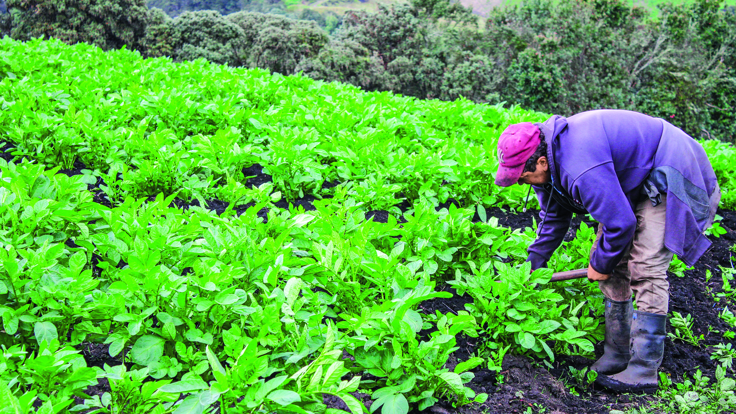 Bayer contribuye a la reactivación del sector en Colombia mediante la agricultura moderna y sostenible.