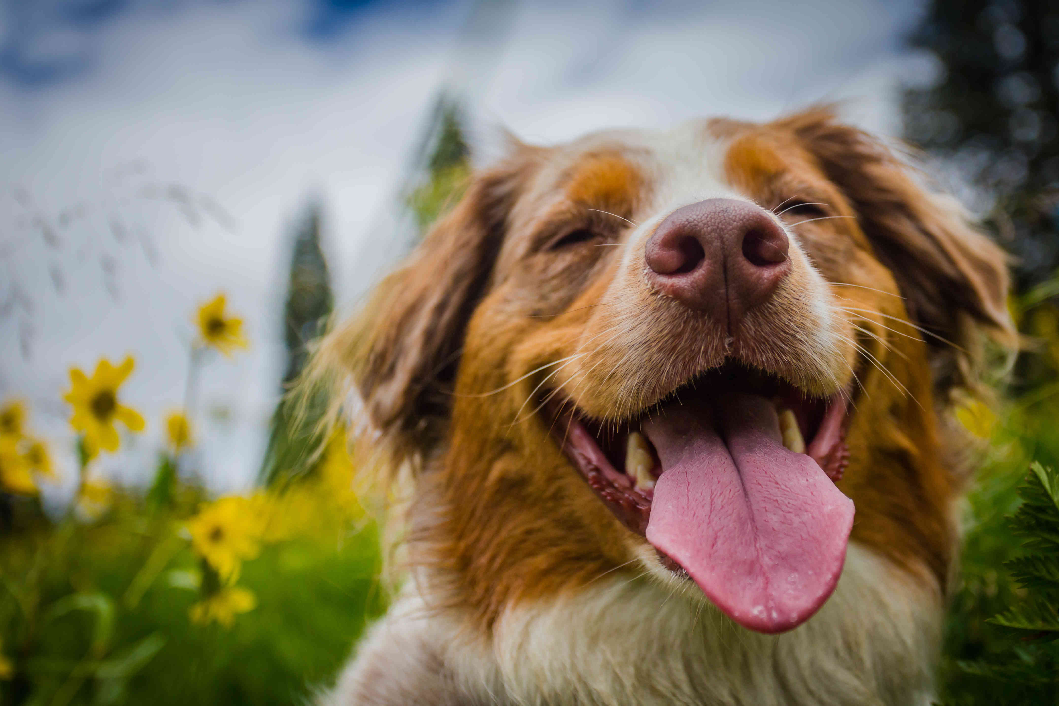 Perro feliz