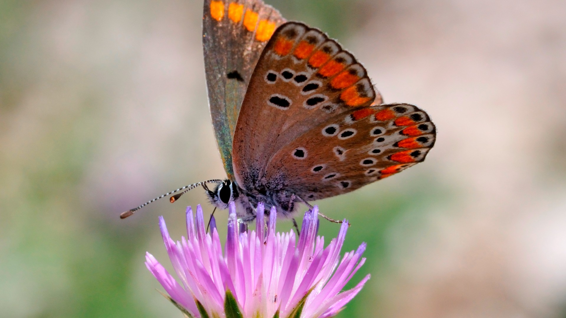 Las café también han sido relacionadas históricamente con el augurio de cosas malas.