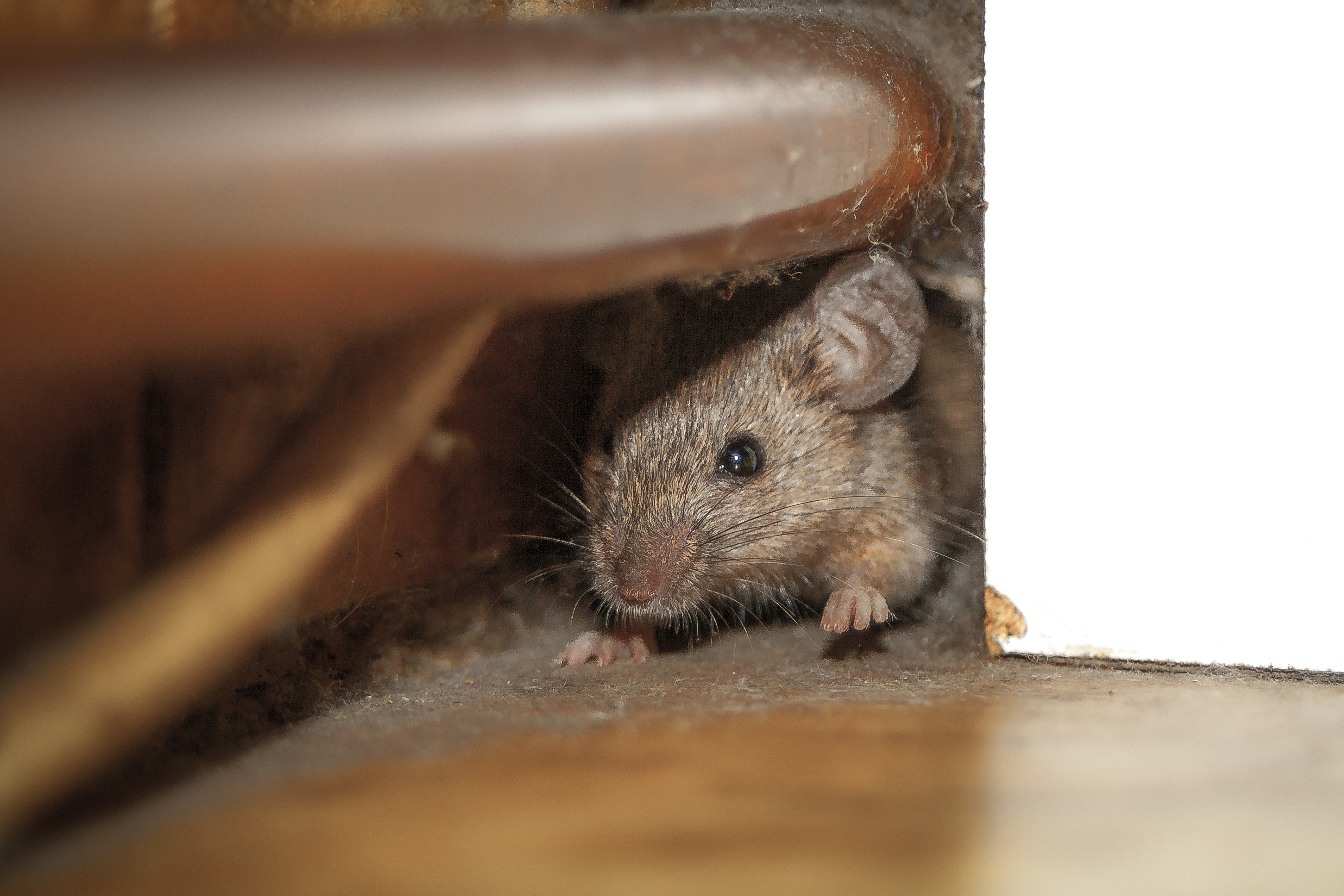 Truco para 'eliminar' los ratones en la casa con vinagre o canela