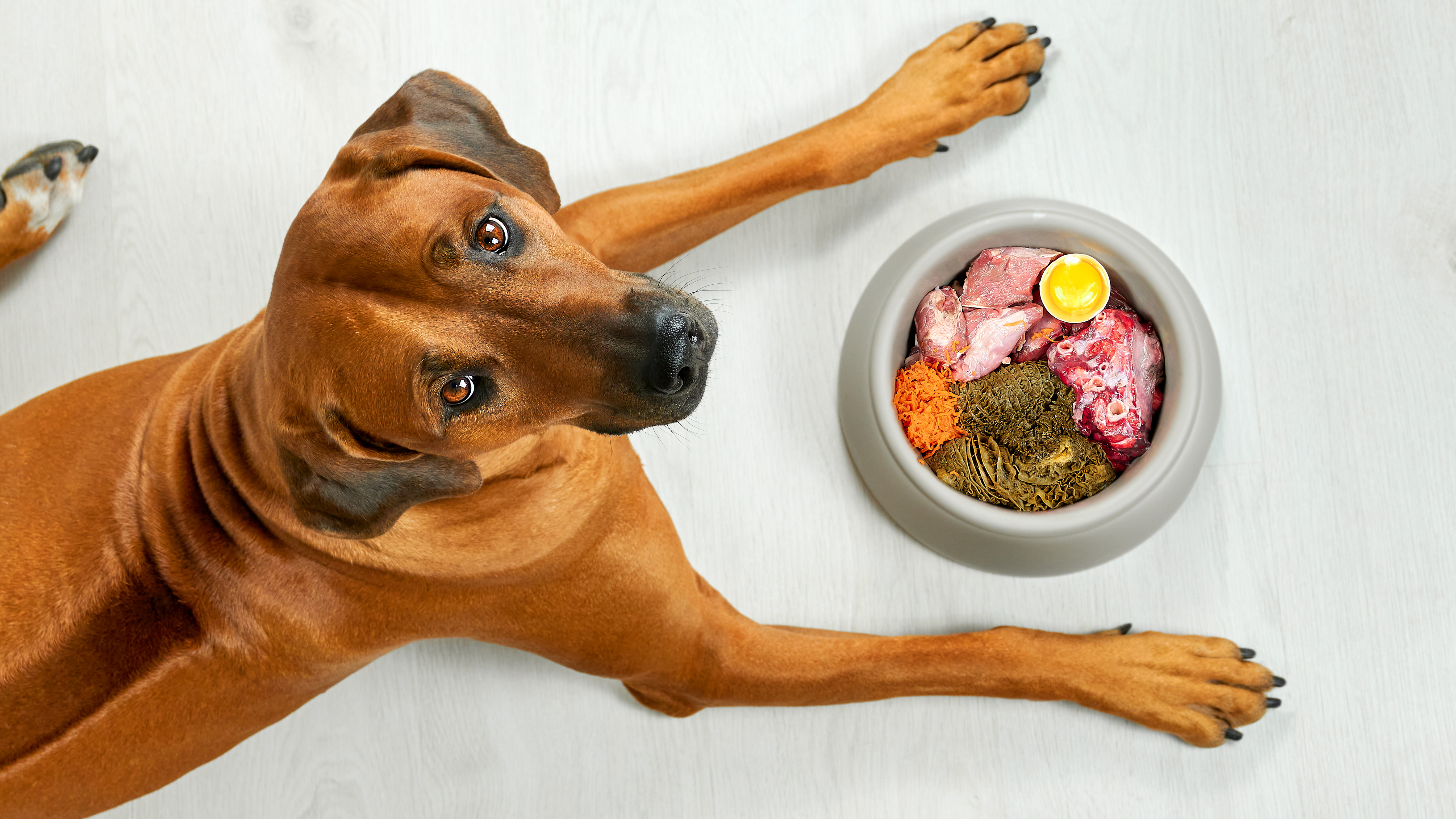 puedo alimentar a mi perro con huevos de pato crudos