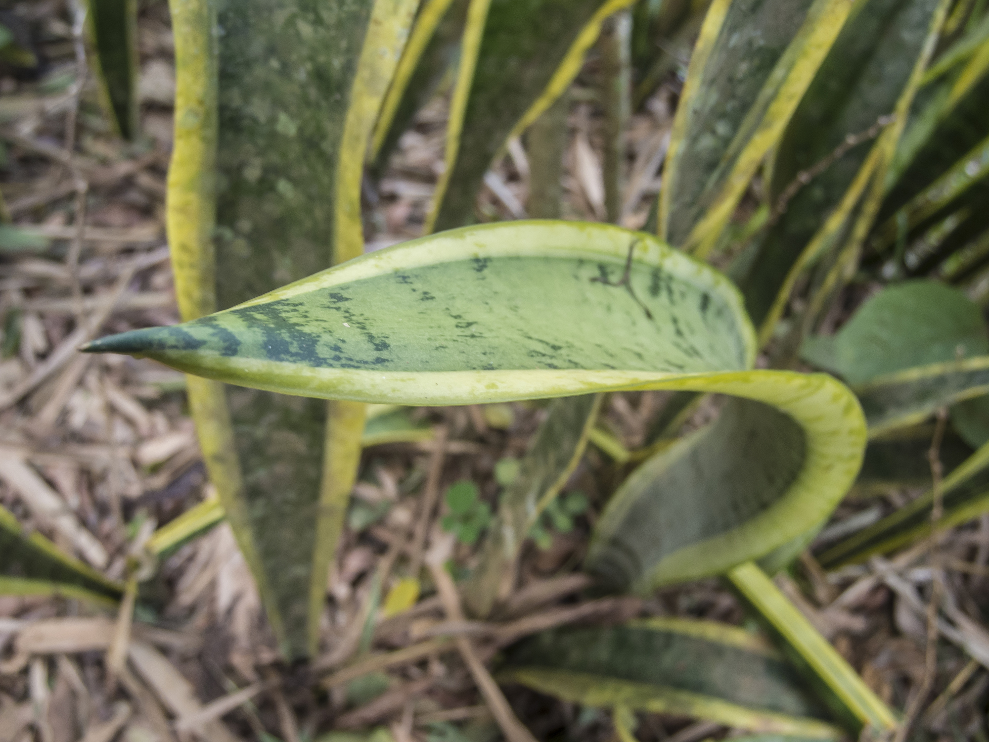 La lengua de suegra puede reproducirse de diferentes formas haciendo uso de ingredientes caseros.