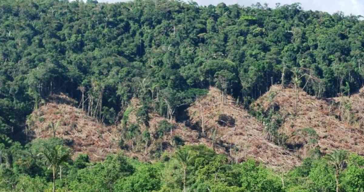 Amazonia: nuevo mapa revela una pérdida del tamaño de Ecuador en 17 años