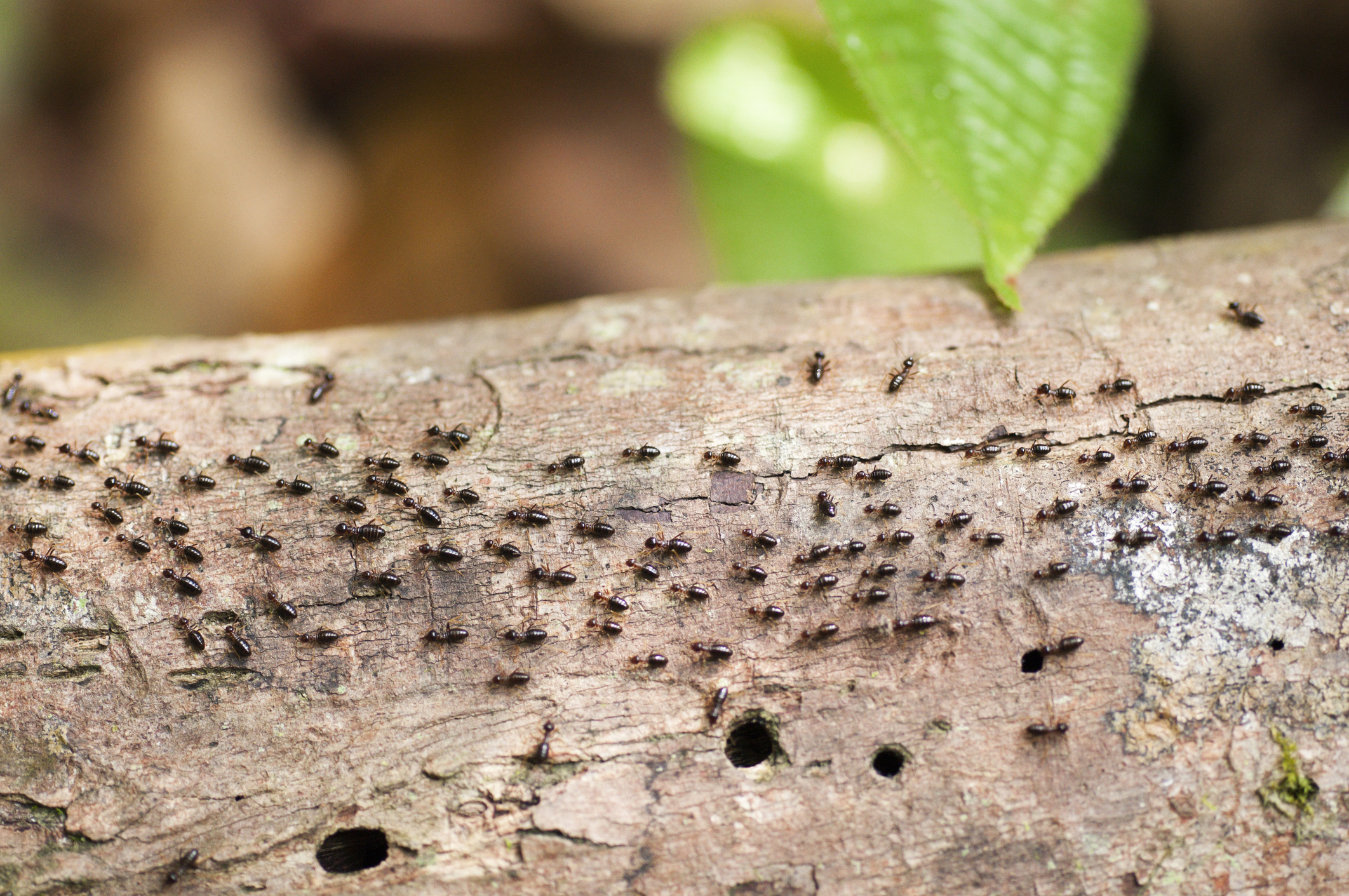El comején es uno de los insectos que más afectaciones puede ocasionar en una casa.