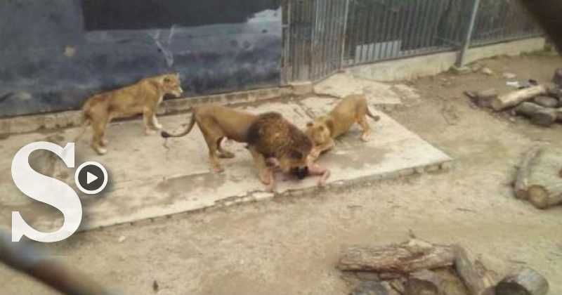 En video: Sacrifican a dos leones en Chile para frenar intento de suicidio