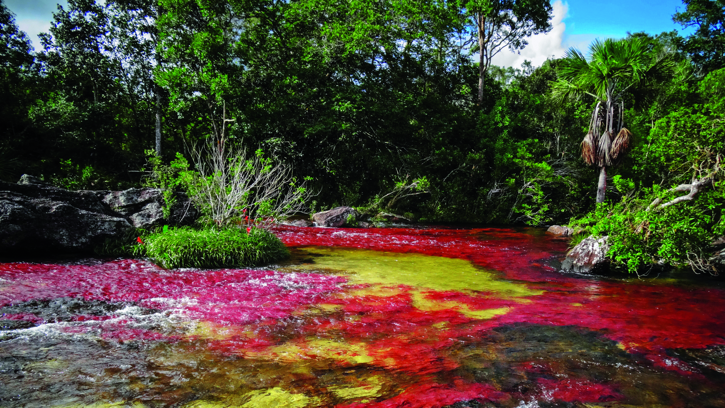 Editorial COP 16 Qué está en juego para Colombia con su biodiversidad, Reconciliarnos con la naturaleza, Semana Sostenible