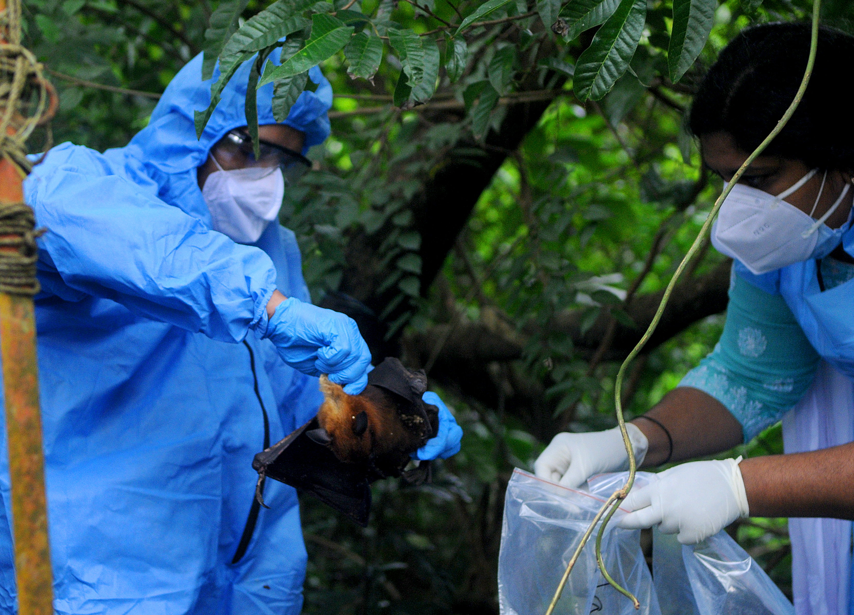 Los funcionarios depositan un murciélago en una bolsa de plástico después de atraparlo el 7 de septiembre de 2021 en Kozhikode, India. El virus Nipah lo transmiten principalmente los murciélagos frugívoros.