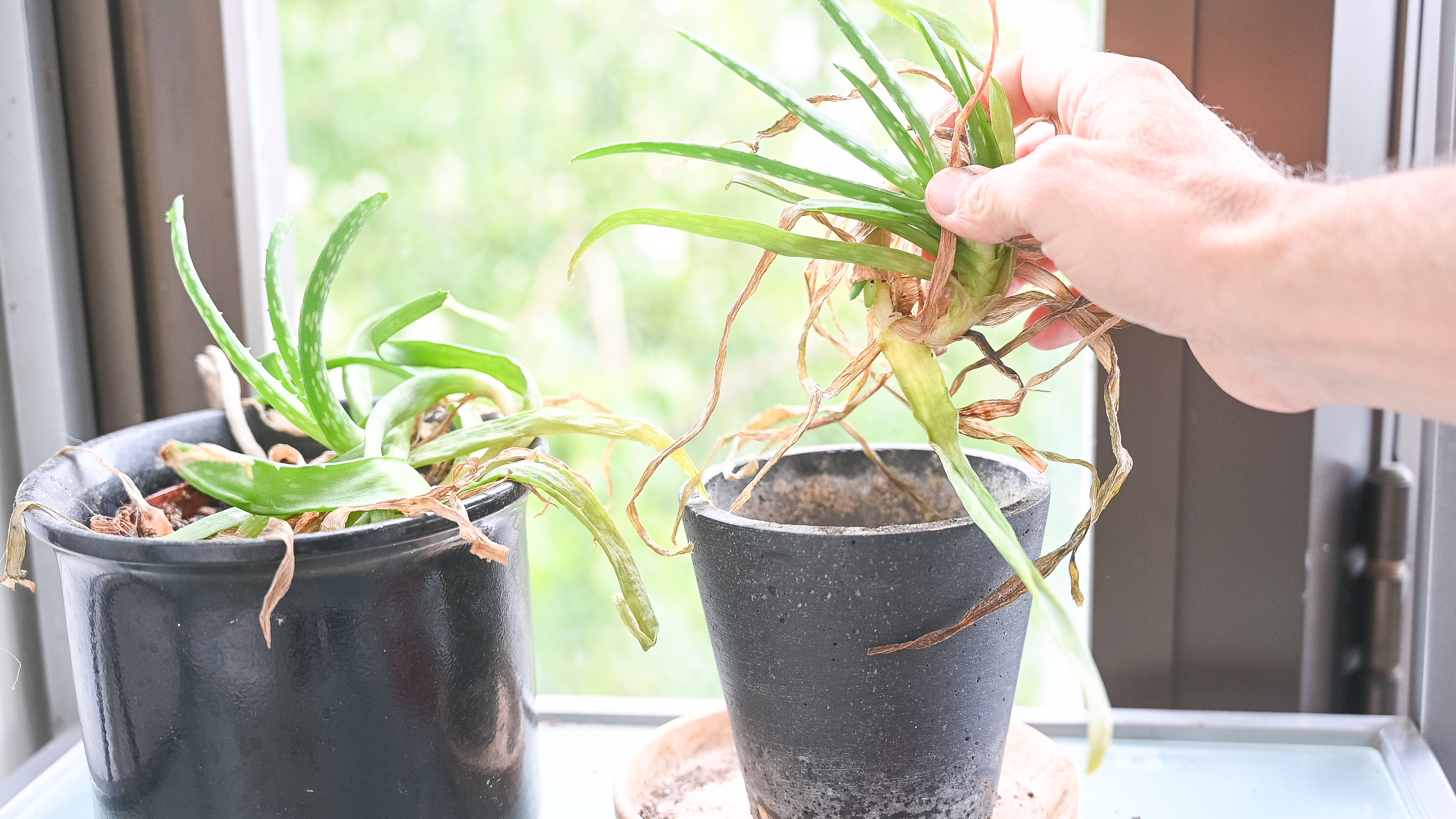 Qu se puede poner en una planta de aloe vera para que se reproduzca? - El  Pas