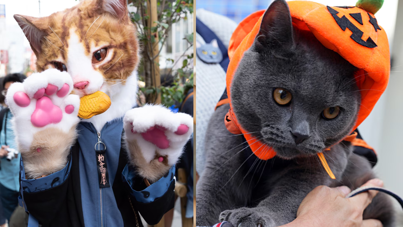 Festival Bakeneko Matsuri, en el que los  japoneses se visten con figuras de gatos