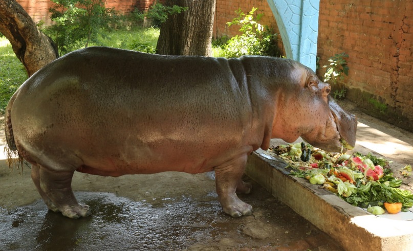 Esta imagen corresponde a 'Gustavito', el hipopótamo que fue hallado muerto con heridas de arma cortopunzante.
