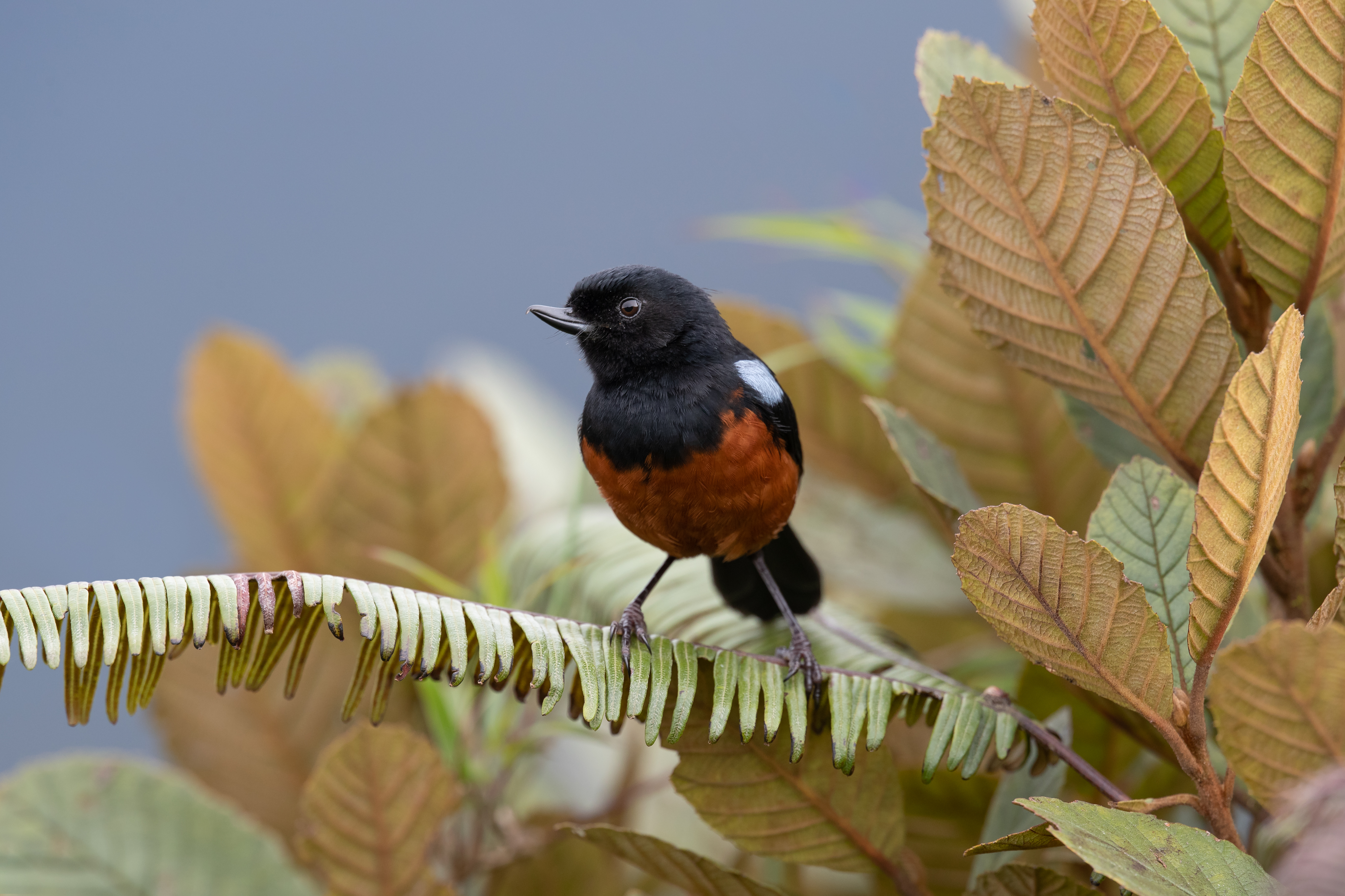 Avistamiento de aves
