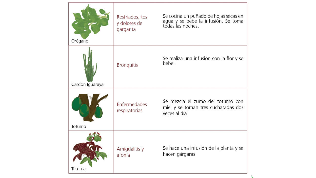 Vademécum de plantas medicinales Wayúu: medicina occidental, conocimiento  ancestral y una población que se cuida