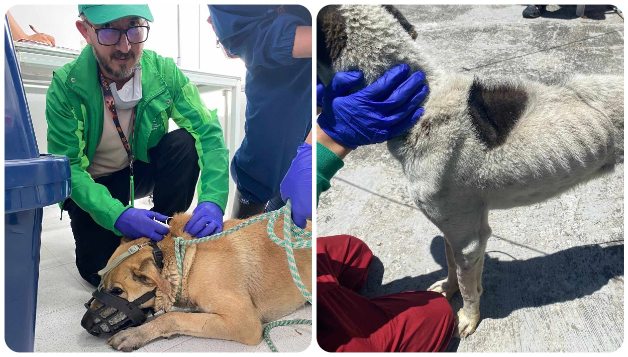 Doloroso video: sujetos amarraron a dos perritas a una reja y las  abandonaron en Cali